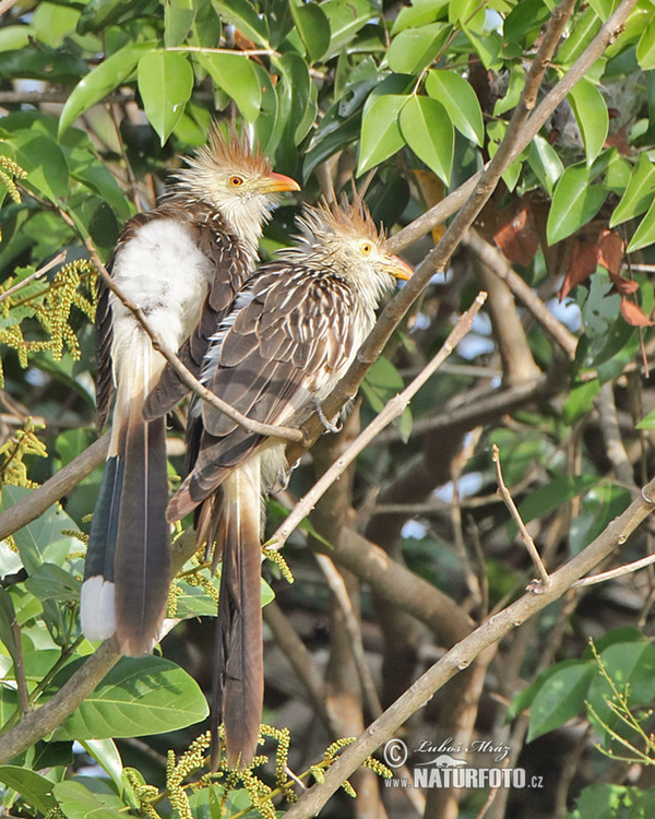 Guira Cuckoo (Guira guira)