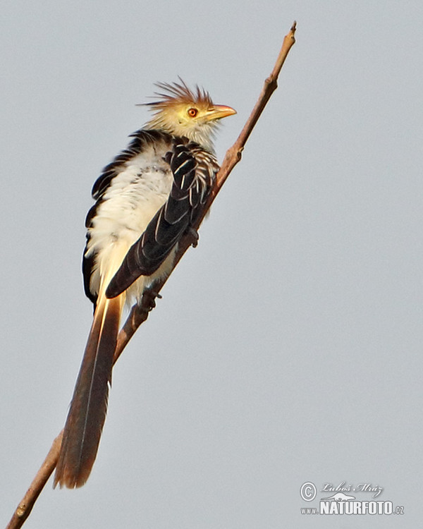 Guira Cuckoo (Guira guira)