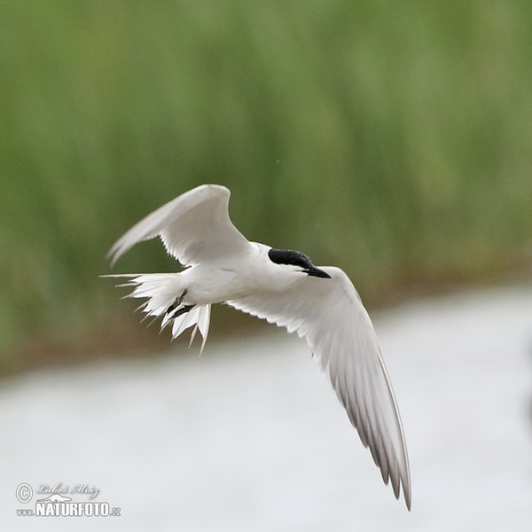 Gull-billed Tern (Gelochelidon nilotica)