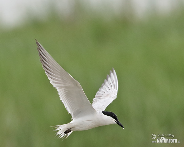 Gull-billed Tern (Gelochelidon nilotica)