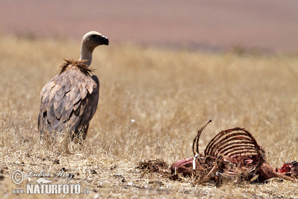 Gyps fulvus