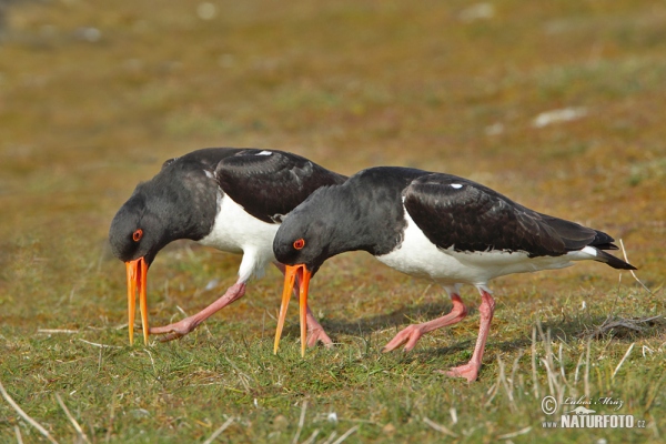 Haematopus ostralegus