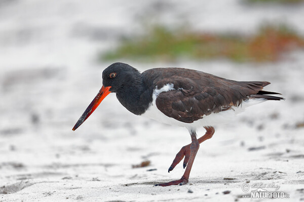 Haematopus palliatus