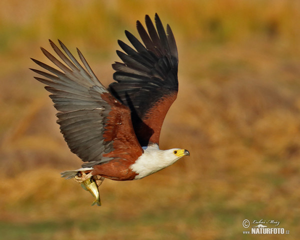 Haliaeetus vocifer