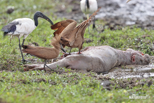 Hammerkop (Scopus umbretta)