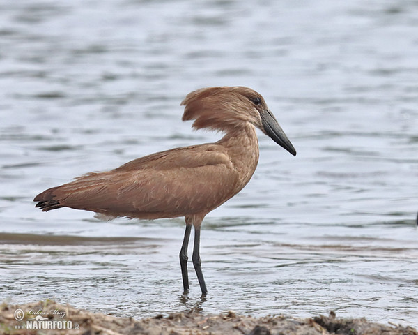 Hammerkop (Scopus umbretta)