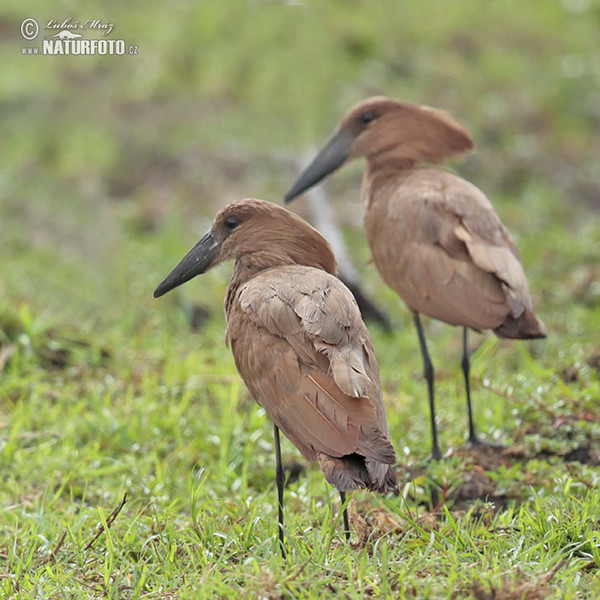 Hammerkop (Scopus umbretta)