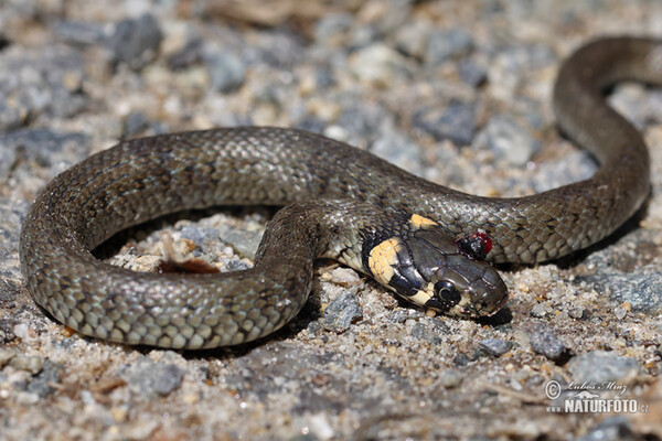 Handicaps animals (Handicaps)