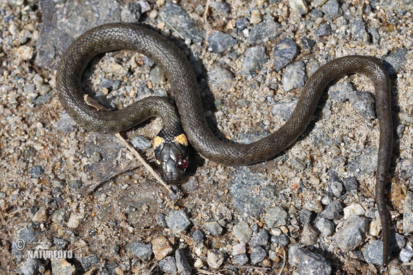 Handicaps animals (Handicaps)