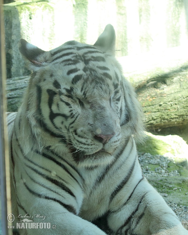 Harimau