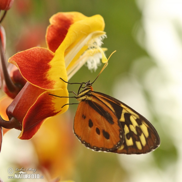 Harmonia Tiger-wing (Tithorea harmonia)