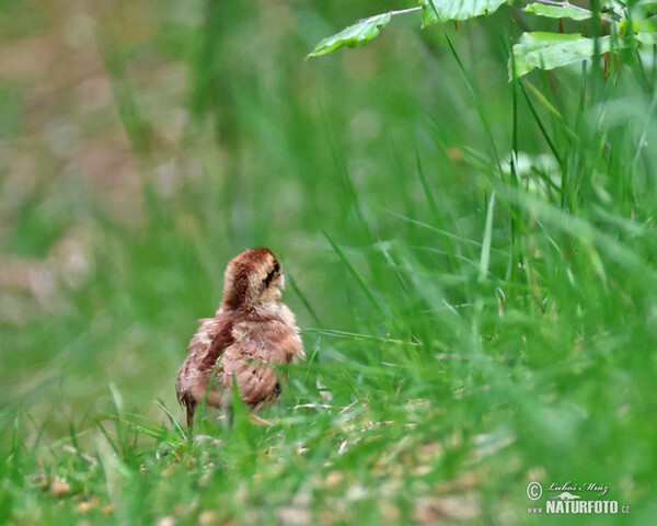 Hasel Grouse (Tetrastes bonasia)