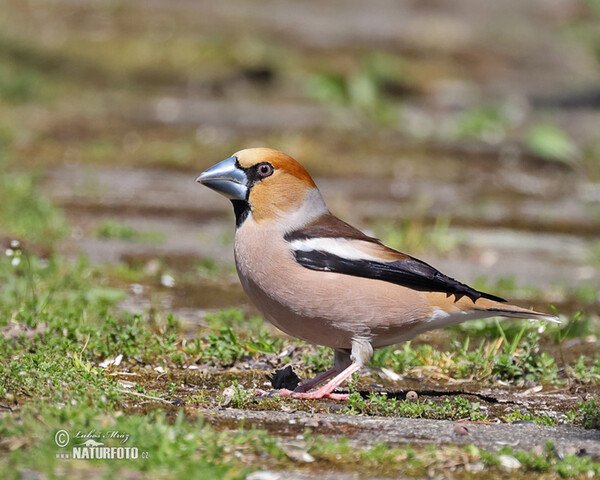 Hawfinch (Coccothraustes coccothraustes)