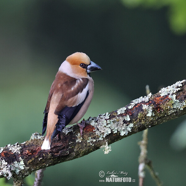 Hawfinch (Coccothraustes coccothraustes)