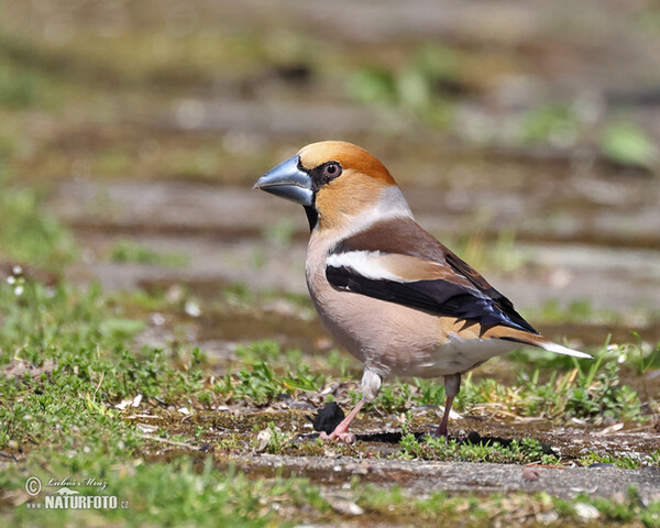 Hawfinch (Coccothraustes coccothraustes)