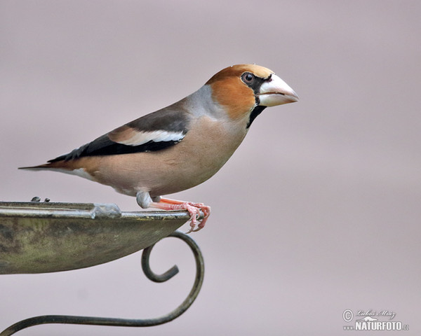 Hawfinch (Coccothraustes coccothraustes)