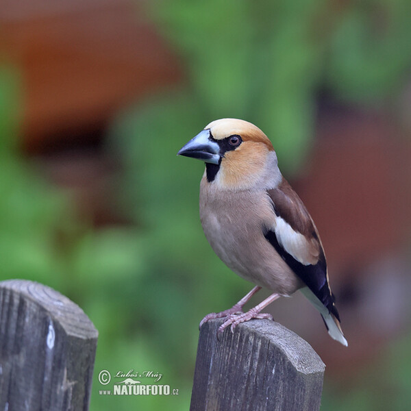 Hawfinch (Coccothraustes coccothraustes)