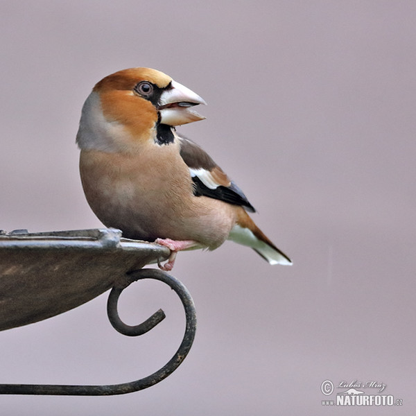 Hawfinch (Coccothraustes coccothraustes)