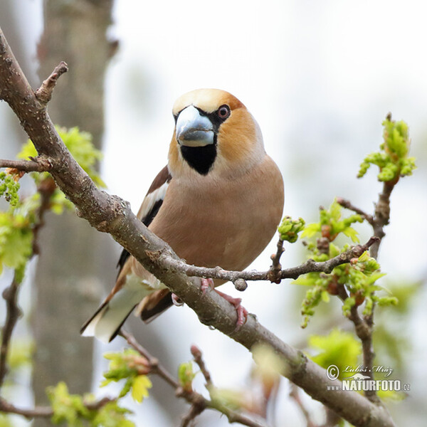 Hawfinch (Coccothraustes coccothraustes)