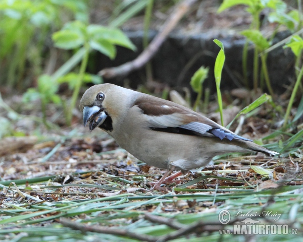 Hawfinch (Coccothraustes coccothraustes)