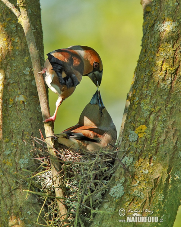 Hawfinch (Coccothraustes coccothraustes)