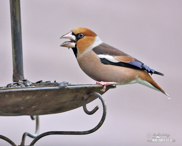 Hawfinch (Coccothraustes coccothraustes)