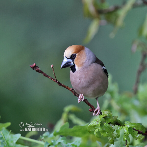 Hawfinch (Coccothraustes coccothraustes)