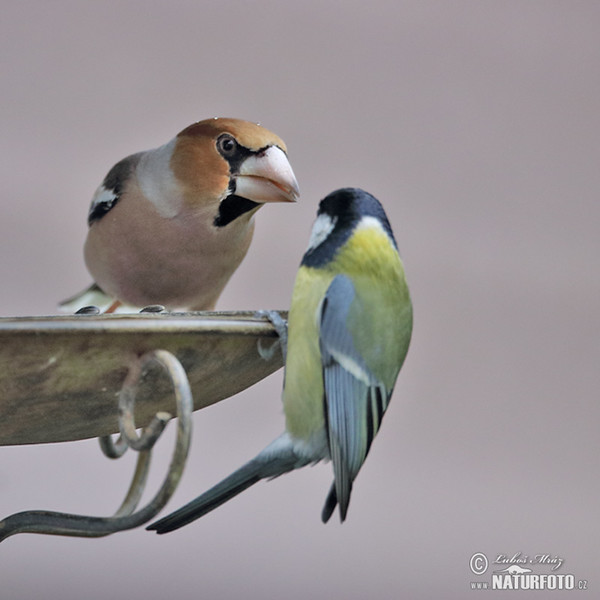 Hawfinch (Coccothraustes coccothraustes)