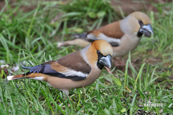 Hawfinch (Coccothraustes coccothraustes)