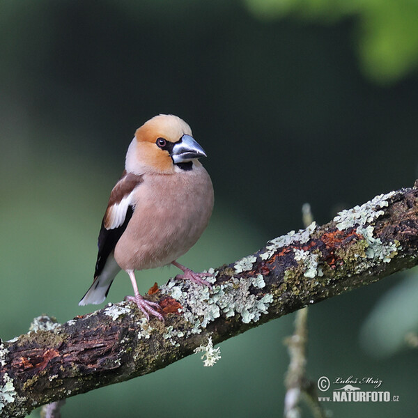 Hawfinch (Coccothraustes coccothraustes)