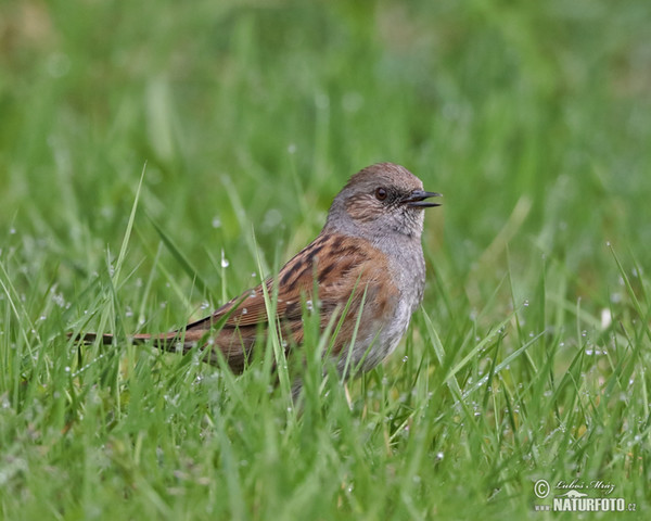 Hedge Accentor (Prunella modularis)