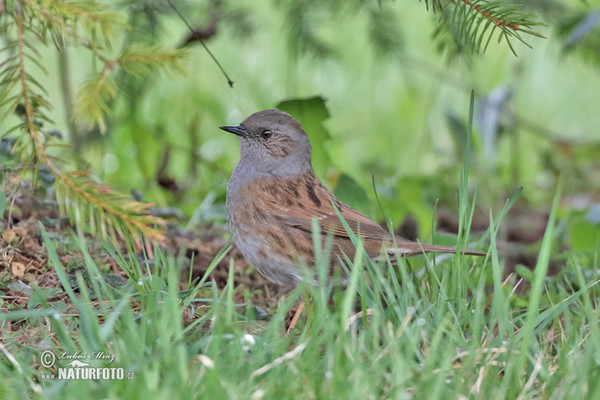 Hedge Accentor (Prunella modularis)