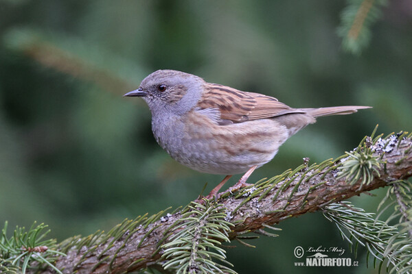 Hedge Accentor (Prunella modularis)