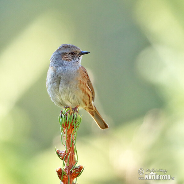 Hedge Accentor (Prunella modularis)