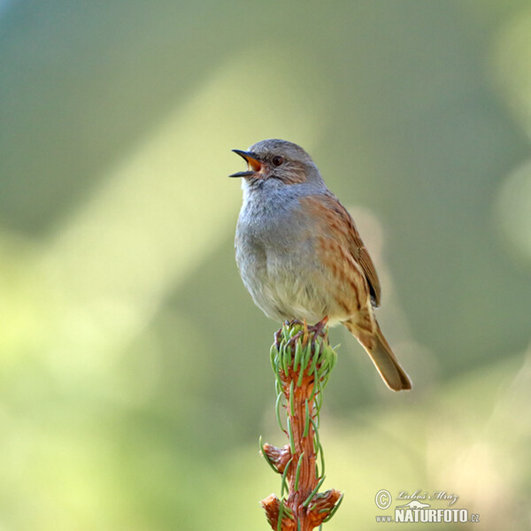 Hedge Accentor (Prunella modularis)