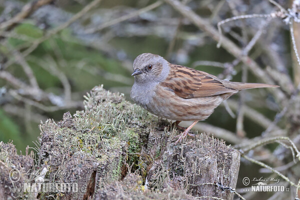 Hedge Accentor (Prunella modularis)