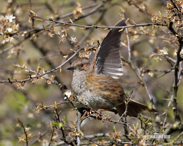 Hedge Accentor (Prunella modularis)