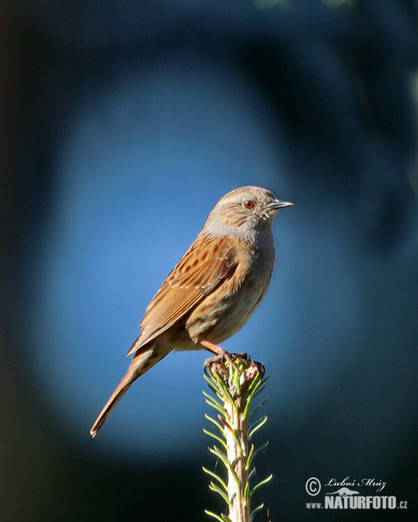 Hedge Accentor (Prunella modularis)