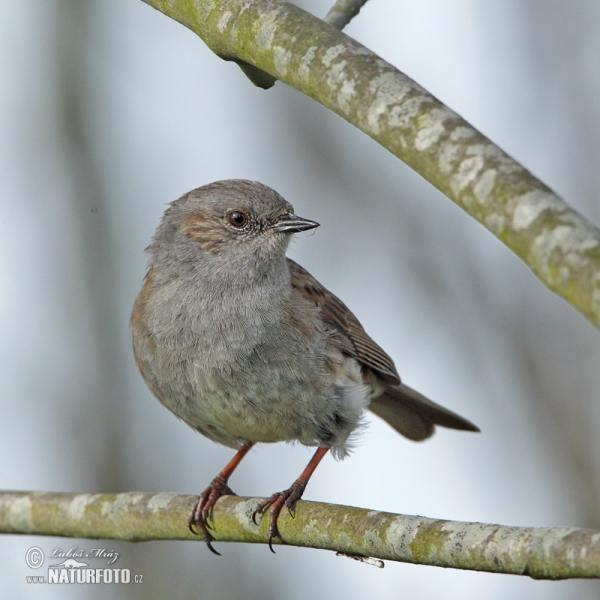 Hedge Accentor (Prunella modularis)