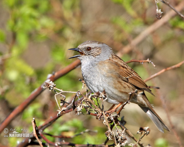 Hedge Accentor (Prunella modularis)