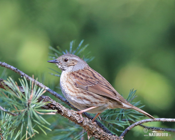 Hedge Accentor (Prunella modularis)