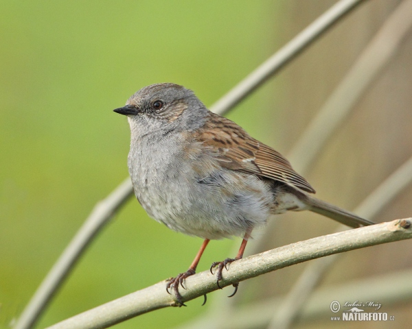 Hedge Accentor (Prunella modularis)