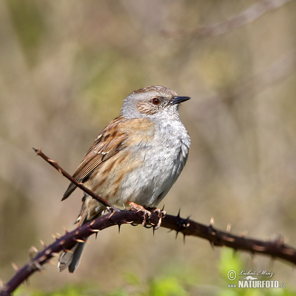 Hedge Accentor (Prunella modularis)