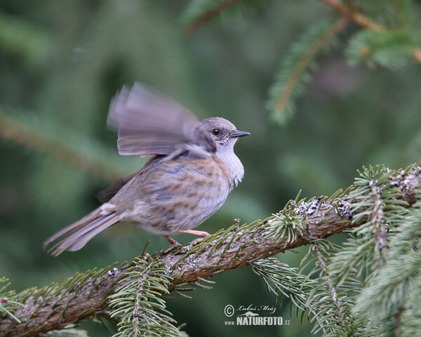 Hedge Accentor (Prunella modularis)