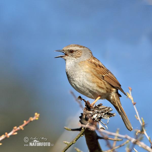 Hedge Accentor (Prunella modularis)