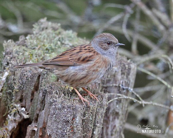 Hedge Accentor (Prunella modularis)