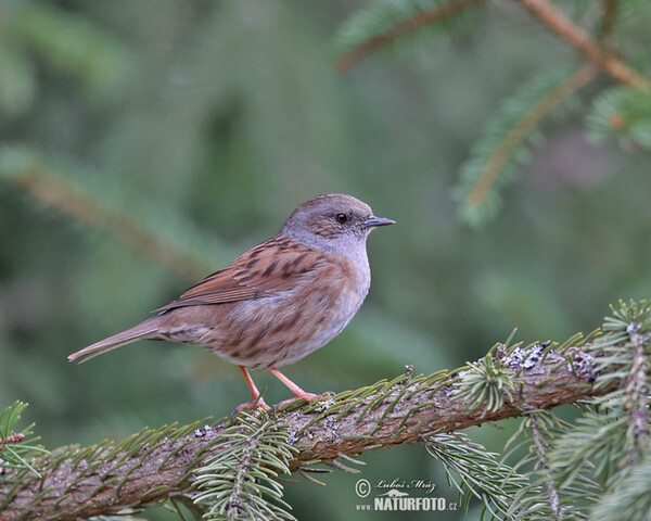 Hedge Accentor (Prunella modularis)