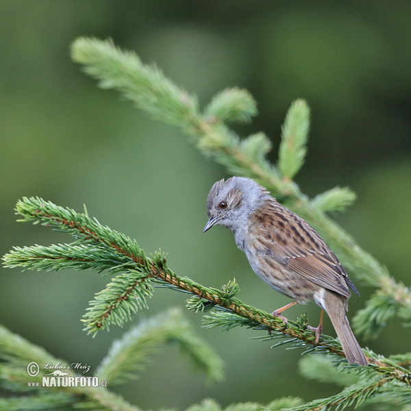 Hedge Accentor (Prunella modularis)