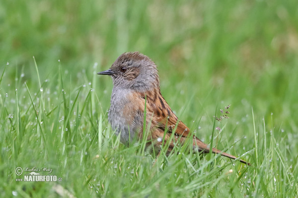 Hedge Accentor (Prunella modularis)