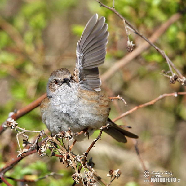 Hedge Accentor (Prunella modularis)